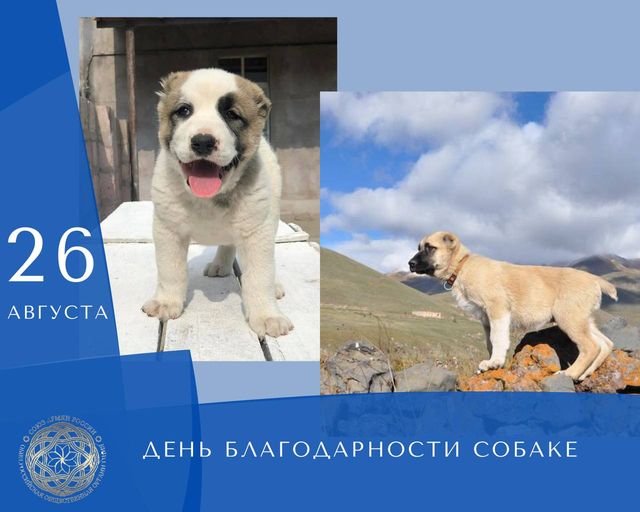 Армянский волкодав или гампр