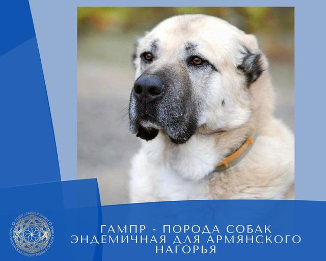 Армянский волкодав или гампр