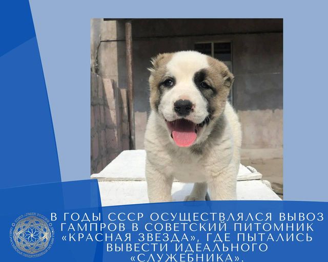 Армянский волкодав или гампр Армянский волкодав или гампр